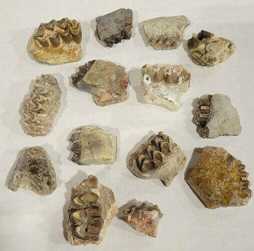 Lot: Oreodont Jaw Sections - South Dakota #239356